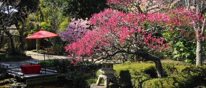 長谷寺の桜